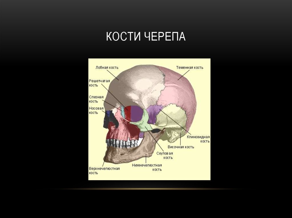 В правом черепе. Строение теменной кости черепа. Теменная кость строение. Теменная кость черепа анатомия. Теменные кости черепа анатомия.