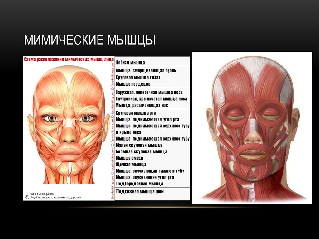 Лицевые мышцы фото