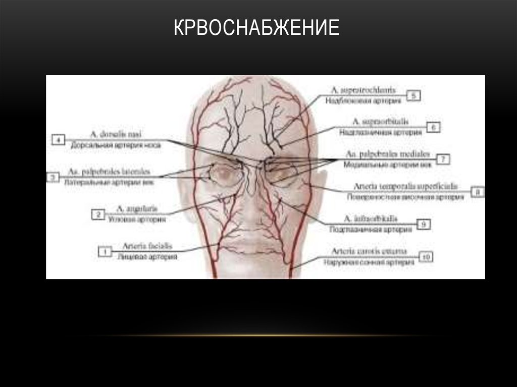 Крвоснабжение