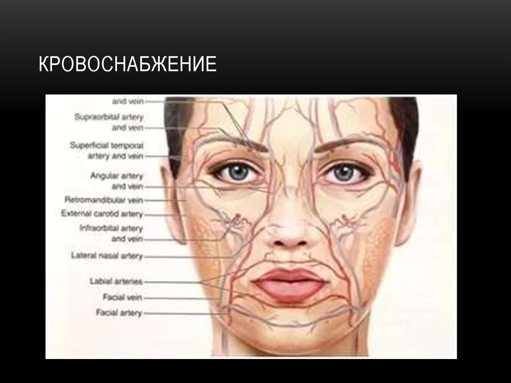 Кровоснабжение