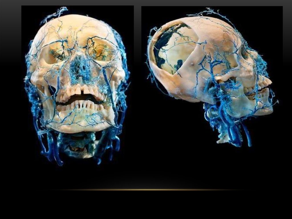 кровоснабжение