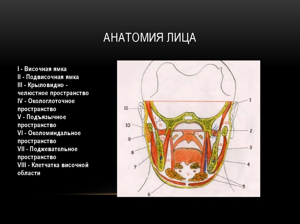 Анатомия лица