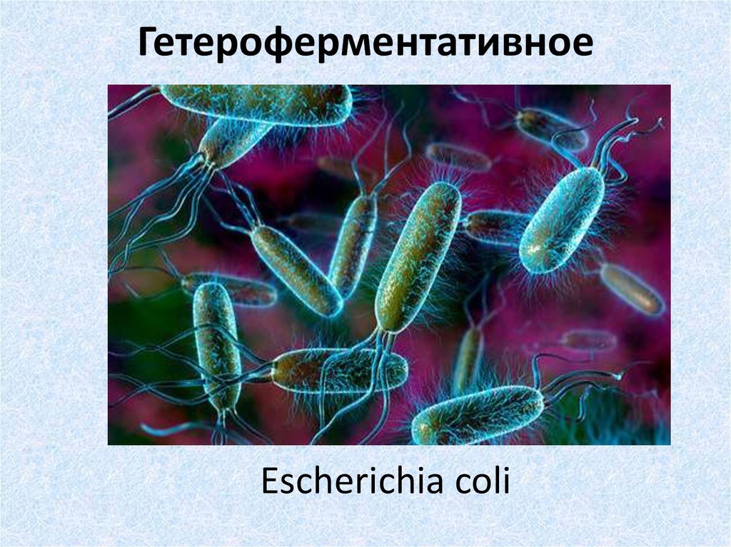 Бактерии молочнокислого брожения. Гетероферментативные молочнокислые бактерии. Гомоферментативные молочнокислые бактерии. Гетероферментативное молочнокислое брожение.