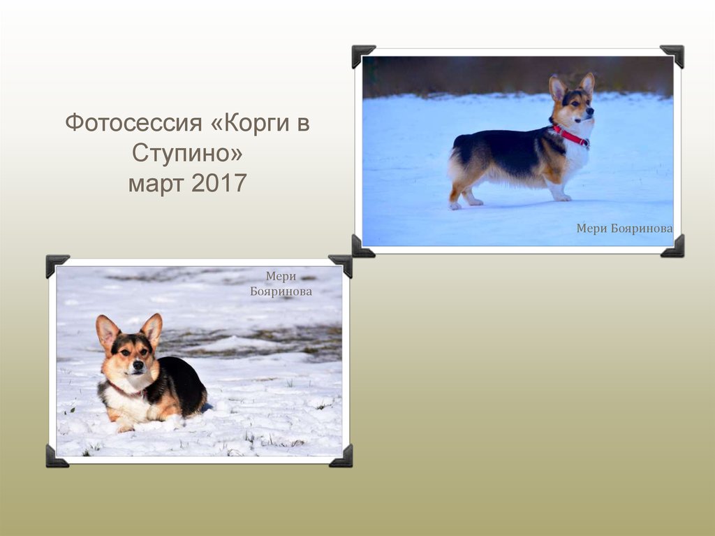 Презентация корги. Родословные собак вельш корги пемброк ркф. Презентация корги. Презентация корги пемброк. Корги собака описание плюсы и минусы.