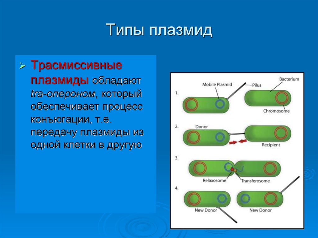 Примеры плазмид. Конъюгация плазмид. Классификация плазмид микробиология. Функции плазмид микробиология. Конъюгация бактерий плазмиды.