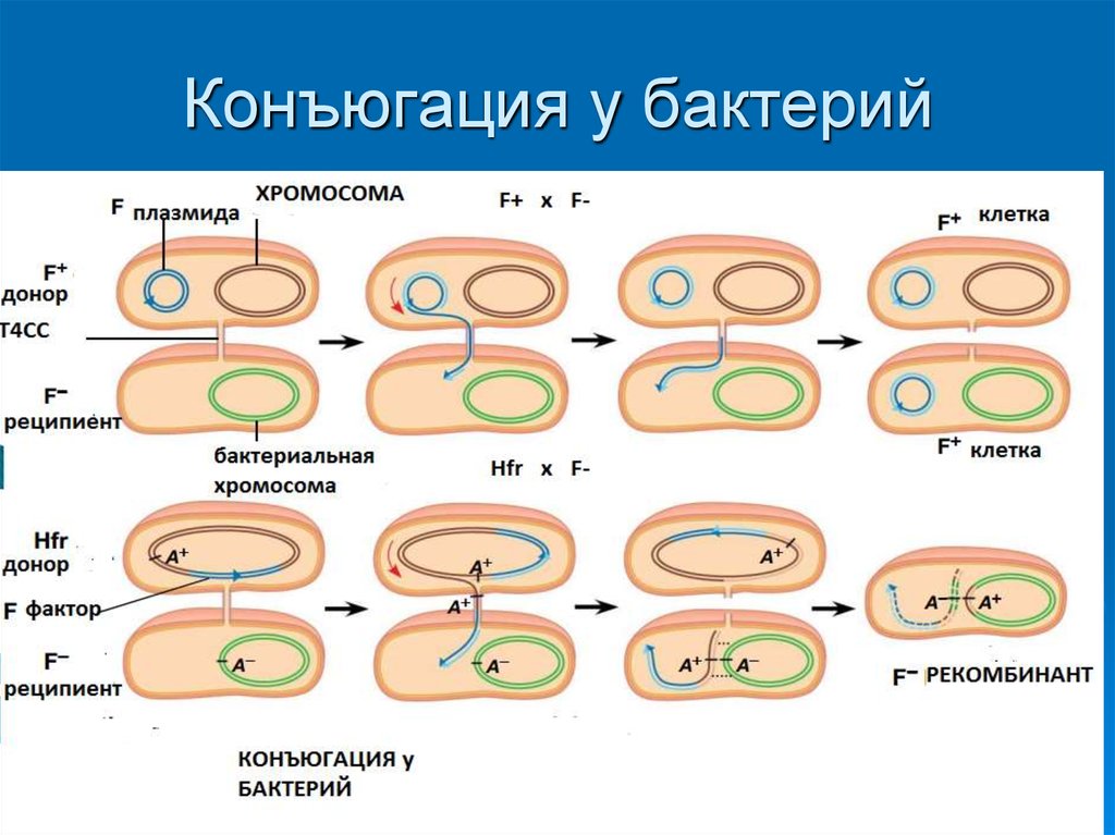 Бактерия донор. Схема этапы конъюгации у бактерий. Конъюгация плазмид микробиология. Схема процесса конъюгации у бактерий. Этапы конъюгации бактериальных клеток.