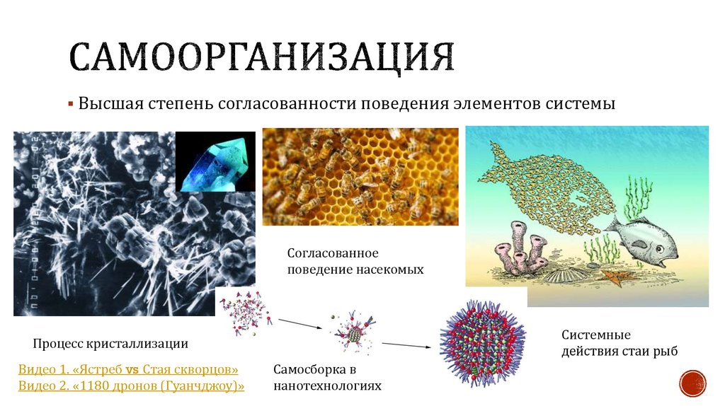 Самоорганизация в живой и неживой природе презентация