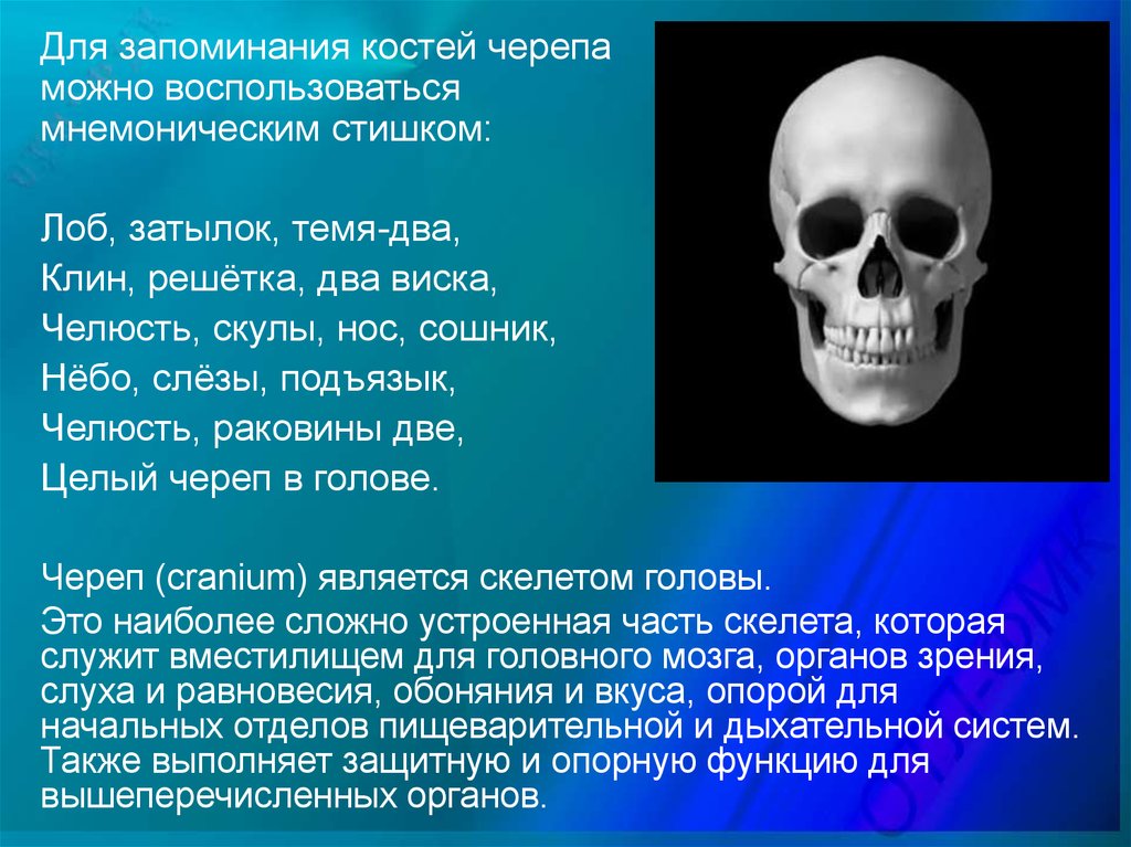 Состав кости черепа. Кости черепа. Стих про кости черепа. Скелет головы. Стих для лучшего запоминания костей черепа.