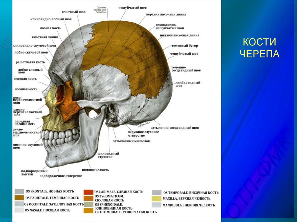 Лобные латынь. Кости и швы черепа анатомия. Соединение костей черепа. Венечный шов соединяет кости черепа. Швы черепа сбоку.