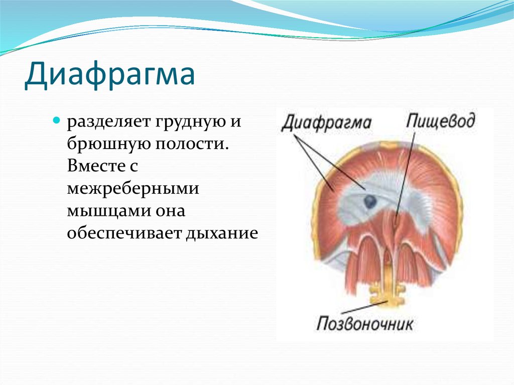 Диафрагма появилась у класса