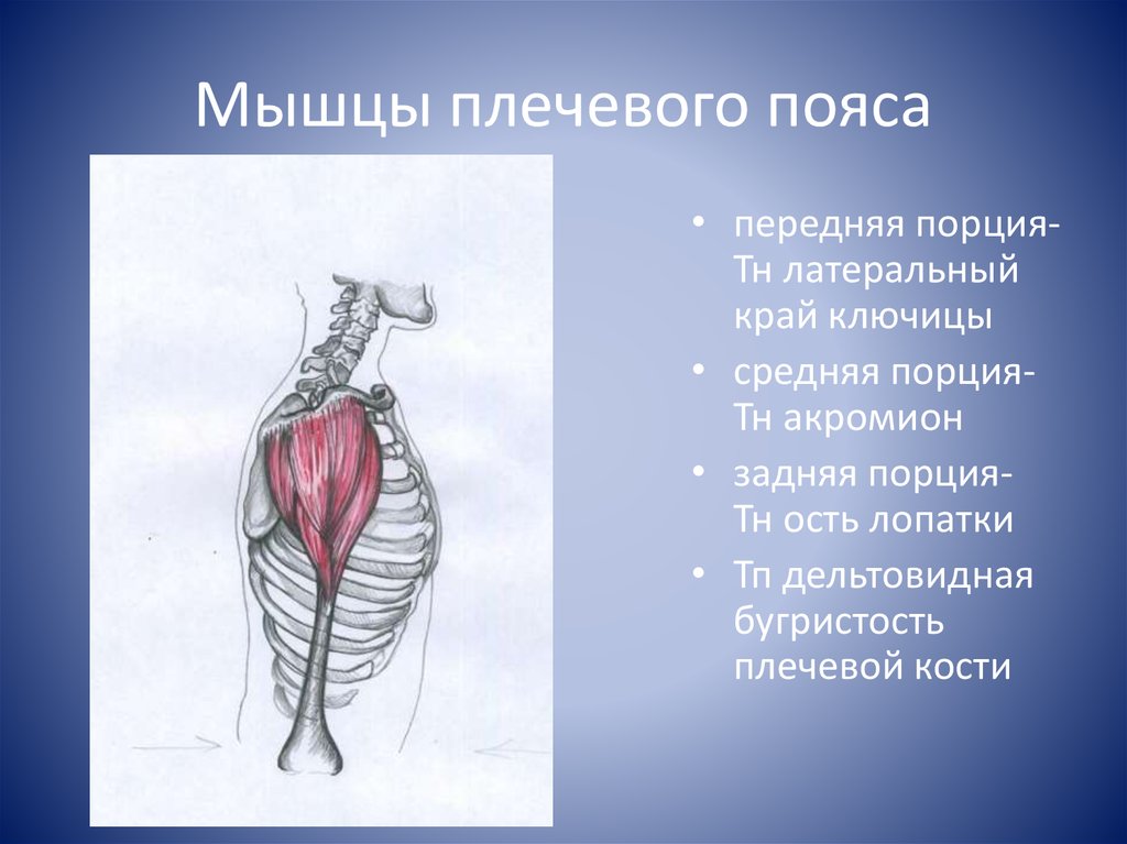 В состав мышцы входит. Мышцы плечевого пояса функции. Классификация мышц плеча. 2. Дельтовидная мышца плечевого пояса.. Классификация мышц поясов.