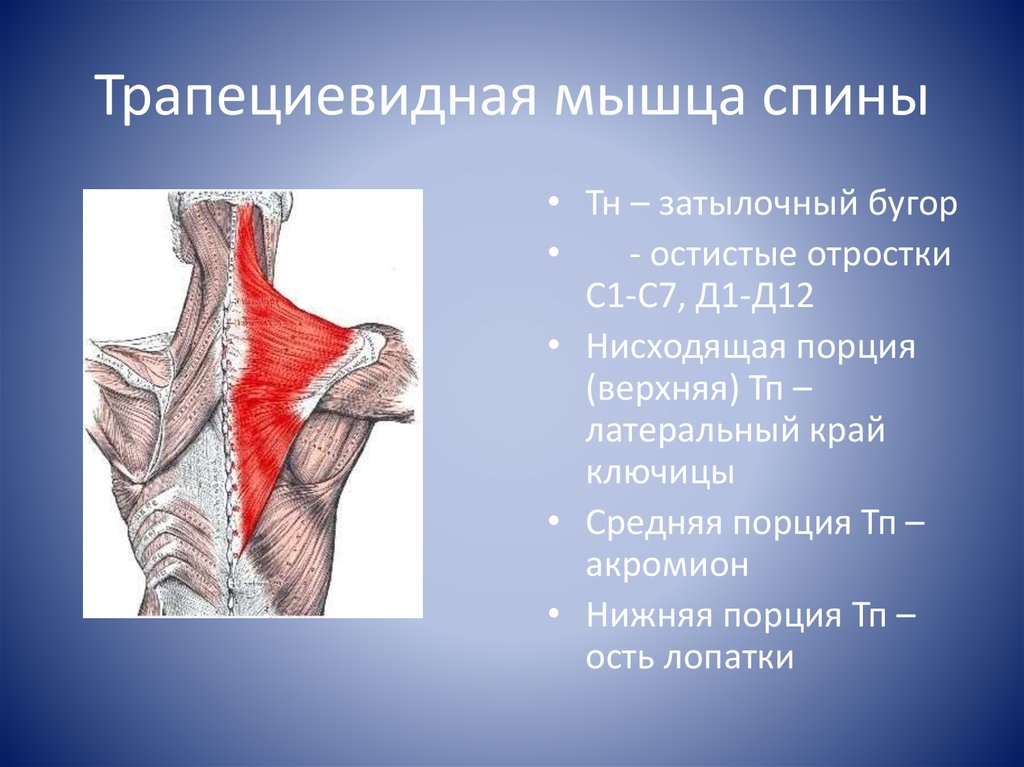 Верхняя трапециевидная. Места прикрепления трапециевидной мышцы. Места прикрепления, функции трапециевидной мышцы. Трапециевидная мышца вид спереди. Верхняя трапециевидная мышца.