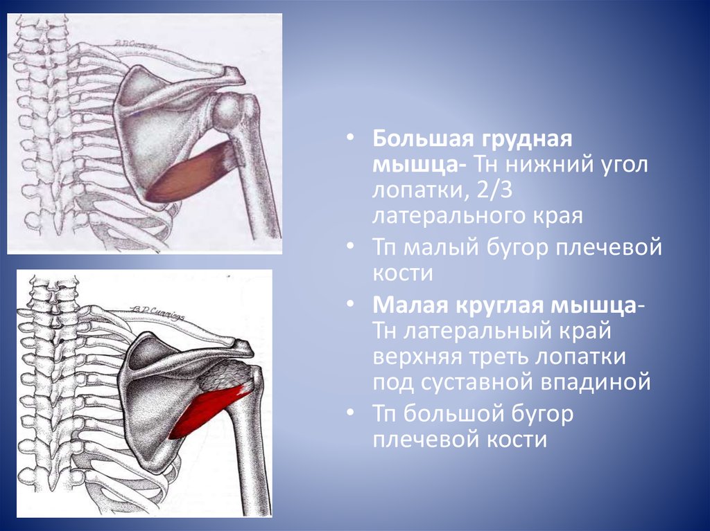 Малая грудная мышца. Большая грудная мышца Нижний край. Части большой грудной мышцы. Большая и малая круглая мышца. Большая круглая мышца.