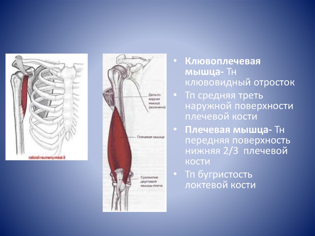 Уровень средней трети бедра