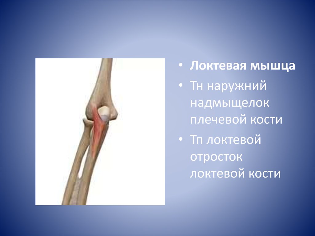 Медиальному надмыщелку кости