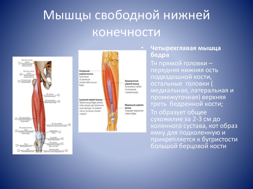 Функция отдела нижних конечностей. Функции мышц нижних конечностей. Свободная нижняя конечность бедренная мышца. Мышцы свободной нижней конечности. Основные мышцы нижней конечности анатомия.