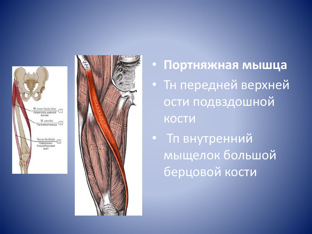 Портняжная мышца бедра функции