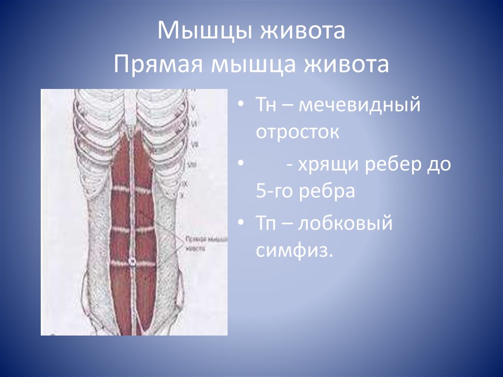 Прямая мышца живота. Прямые мышцы живота. Функции прямой мышцы живота. Прямую мышцу живота. Мышцы живота прямая мышца живота.