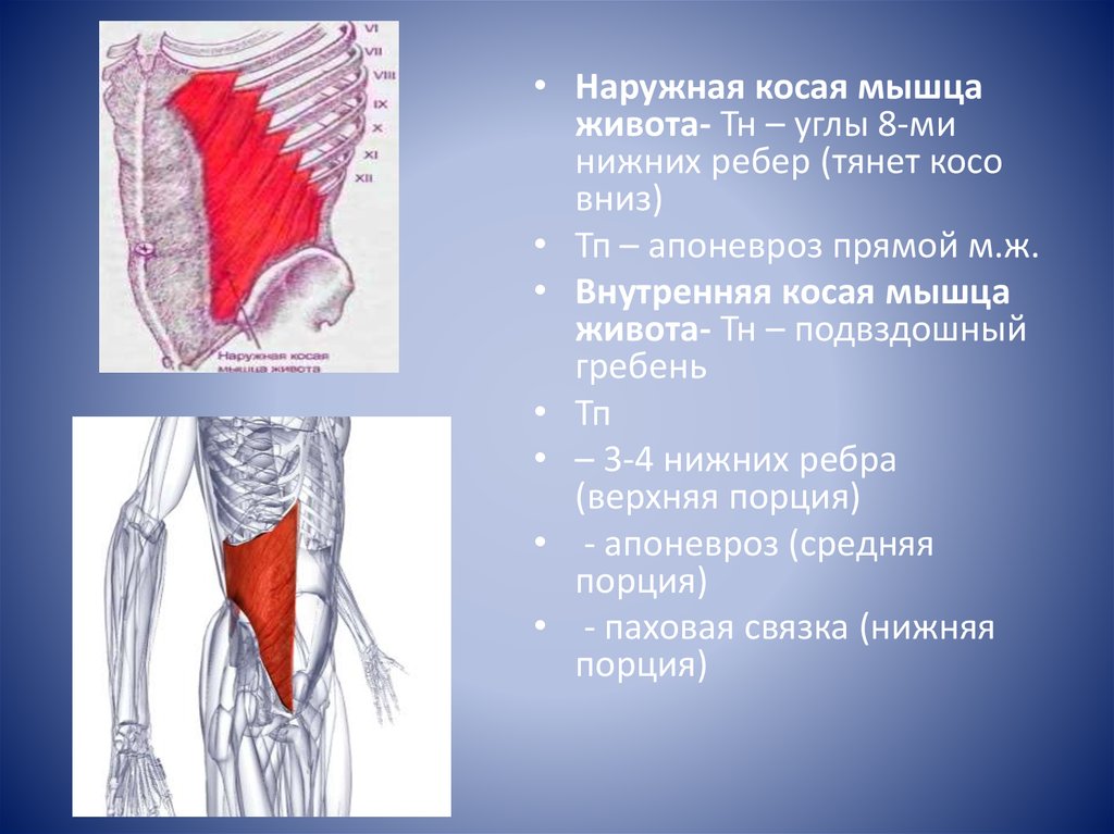 Внешние мышцы. Наружная косая мышца живота апоневроз. Внутренняя косая мышца живота функции. Obliquus externus abdominis мышца. Функция наружной косой мышцы живота.