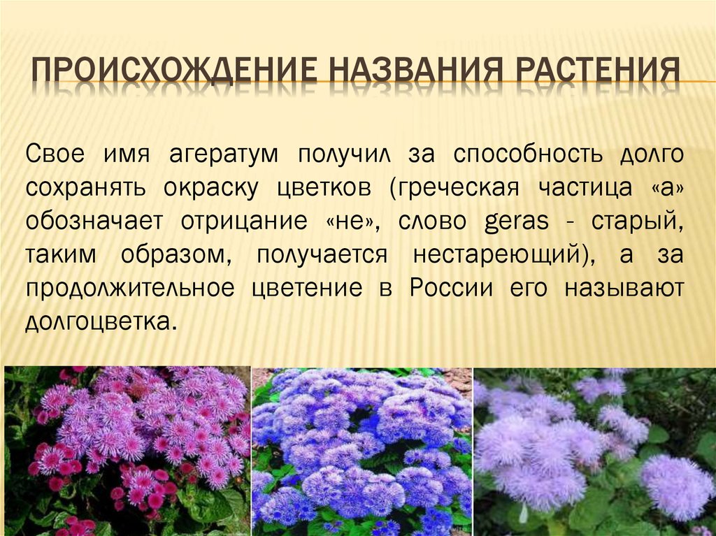 Определение названия растения по фото