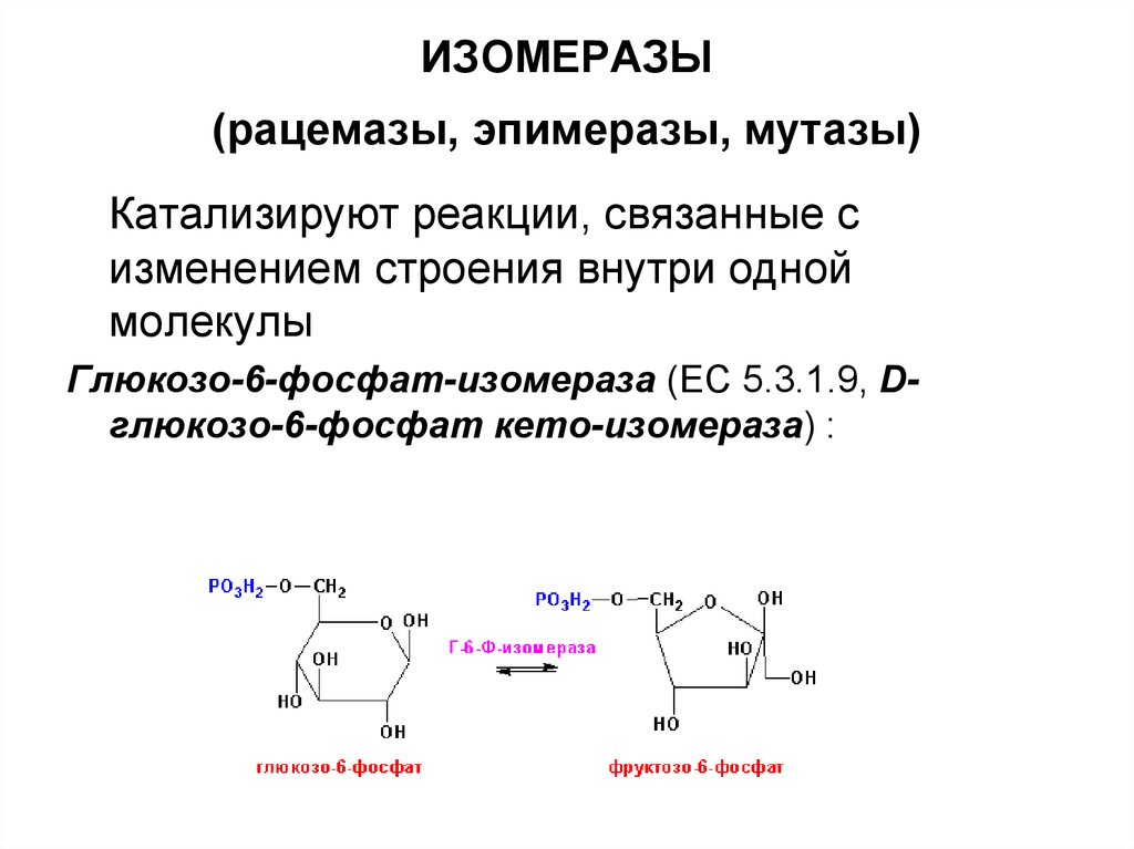 Ферменты катализирующие синтез. Изомеразы примеры ферментов. Изомеразы Тип катализируемой реакции. Функции фермента изомеразы. Изомераза катализирует реакцию.