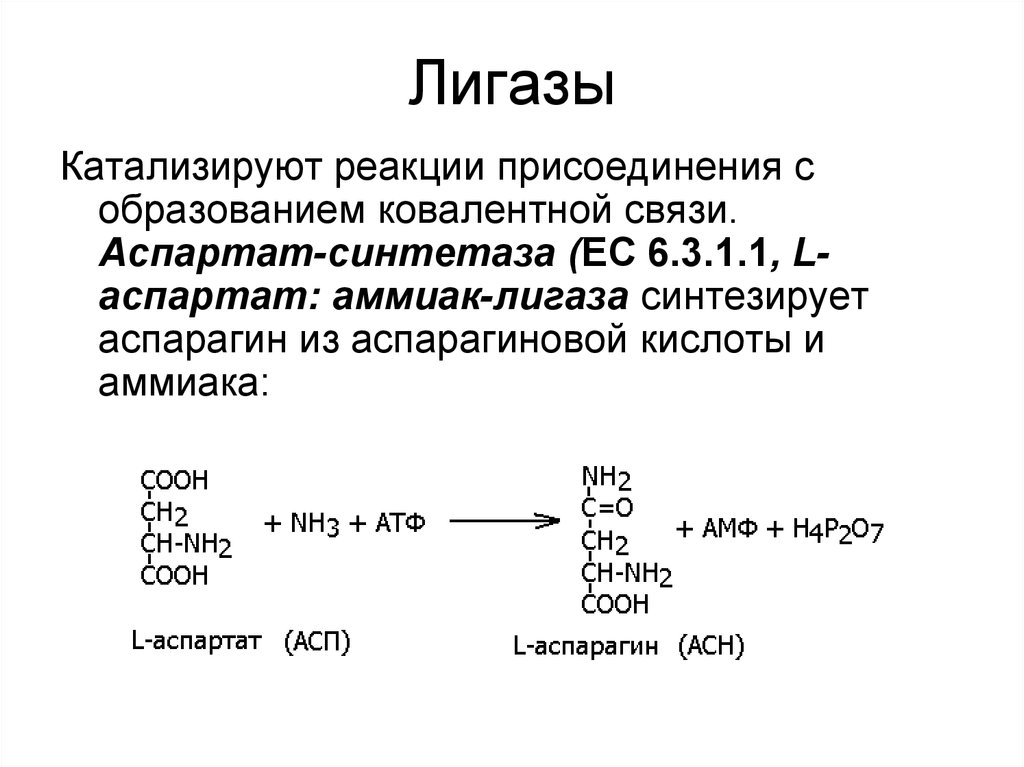 Ферменты примеры реакций. Лигазы примеры реакций. Характеристика катализируемых реакций лигазы. Лигазы ферменты пример реакции. Подкласс фермента лигазы.