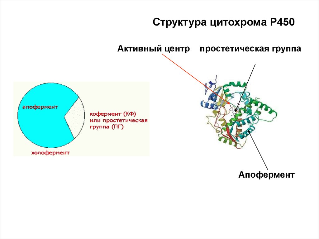 Структура р. Активный центр цитохрома p450. Фермент цитохром р450. Цитохром p450 структура. Цитохром p450 строение.