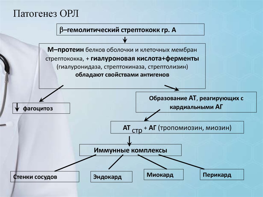 Ревматизм патогенез