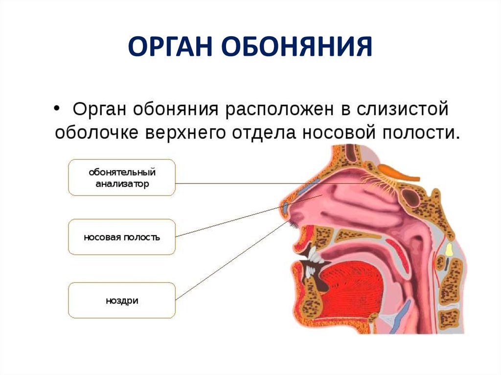 Орган находящийся. Обоняние орган чувств строение. Строение органа обоняния человека анатомия. Орган обоняния нос строение. Строение органа обоняния кратко.