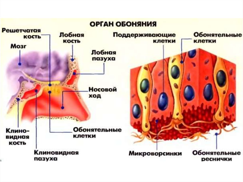 Обонятельная клетка рисунок