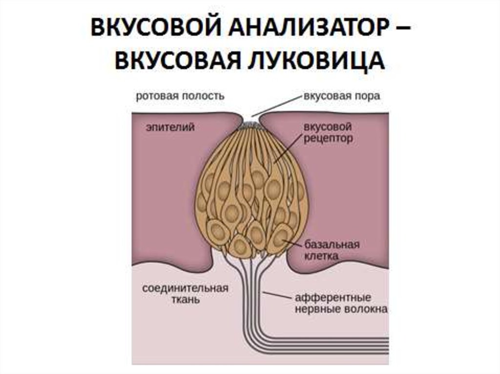 Вкусовой анализатор