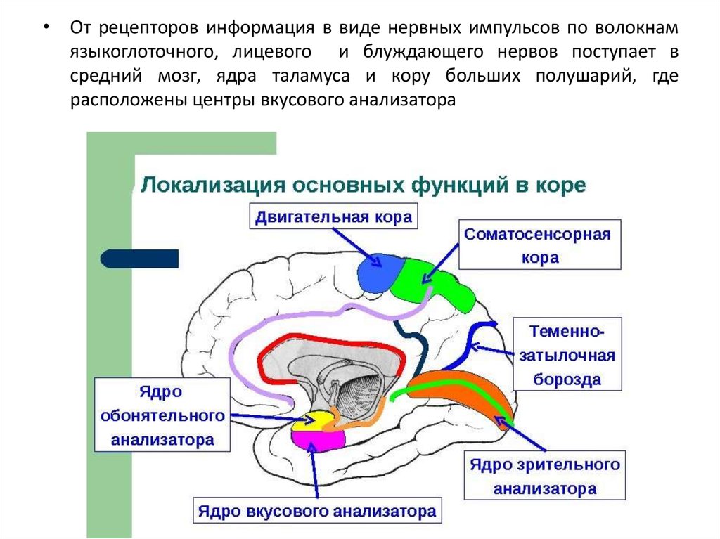 Блок схемы обонятельного и вкусового анализаторов