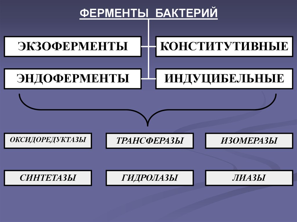 Роль ферментов бактерий. Индуцибельные ферменты бактерий. Конститутивные и индуцибельные ферменты. Конститутивные ферменты бактерий. Конститутивные ферменты эндоферменты.