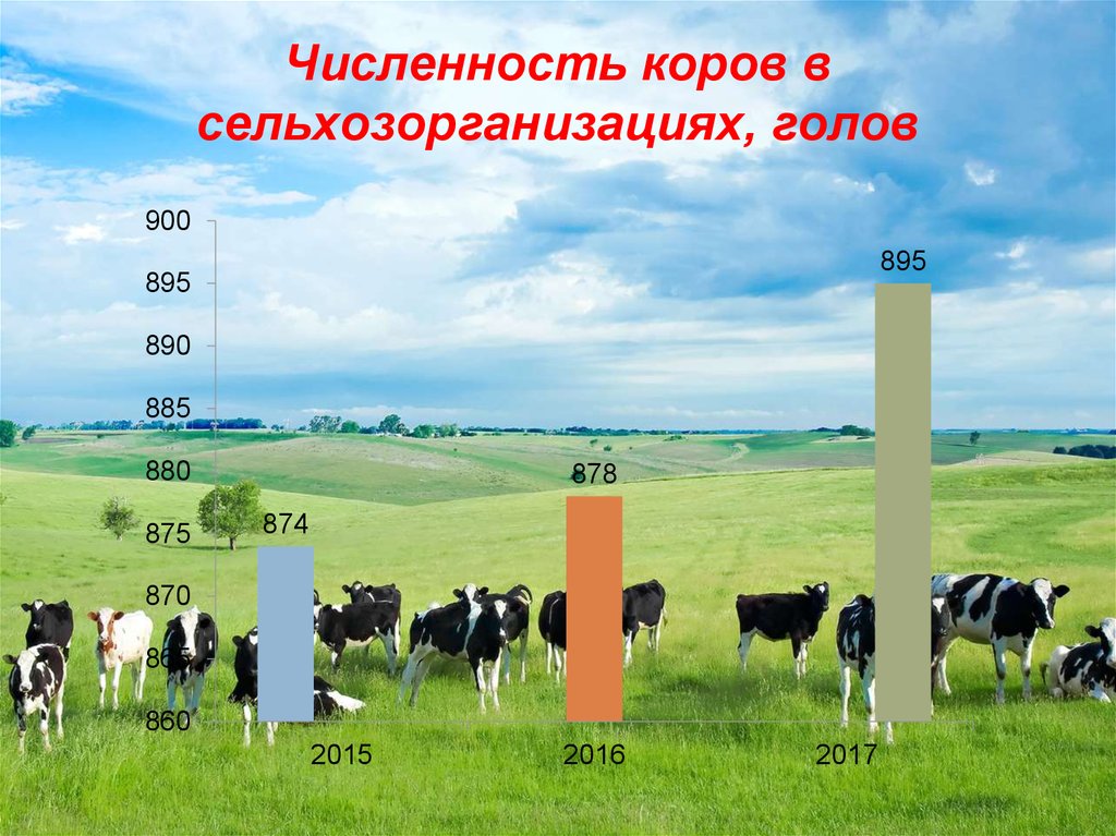 Сколько коров в мире. Численность коров. Численность коров на земле. Крупнейшие производители крупного рогатого скота. Валовое производство молока.