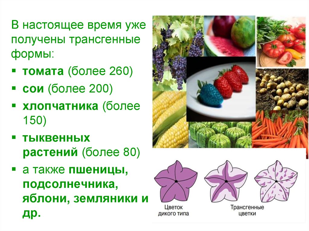 Схема создания генетически модифицированных растений невозможна без