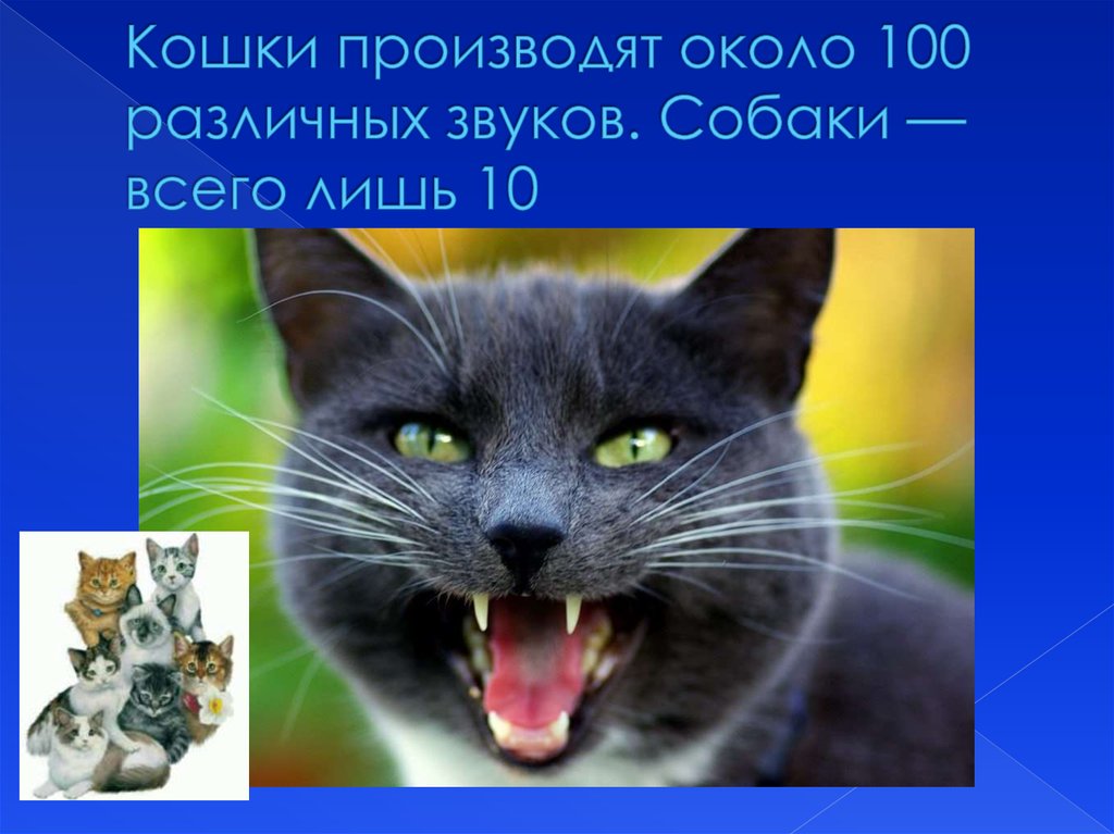 Звук кошек чтобы кошки пришли. Кошки могут издавать около 100 различных звуков. Звук кошки. Верите ли вы, что кошки могут производить около 100 звуков. Звуки кошек на разные темы.
