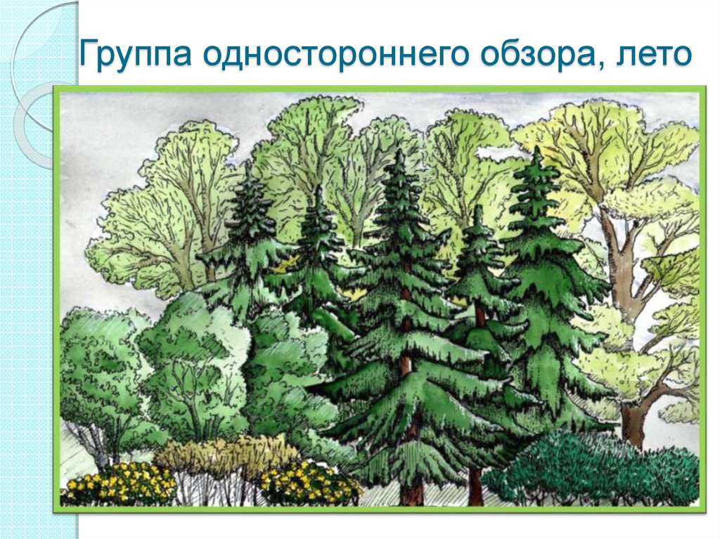Три группы деревьев. Группа одностороннего обзора. Группа деревьев и кустарников. Группа из деревьев. Ландшафтные группы из 3 деревьев.