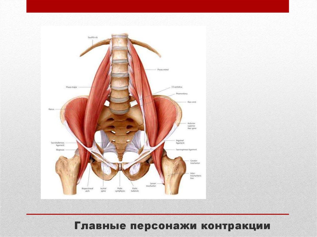 Главные персонажи контракции