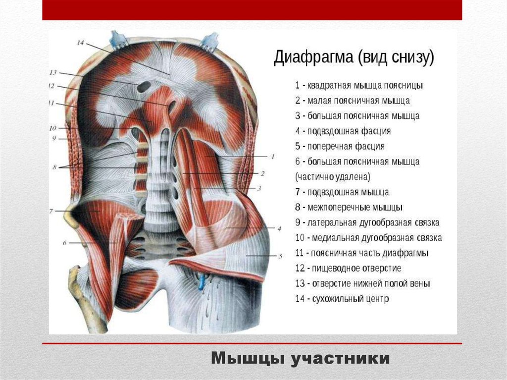 Мышцы центра