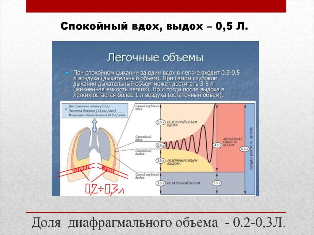 Доля диафрагмального объема - 0.2-0,3Л.