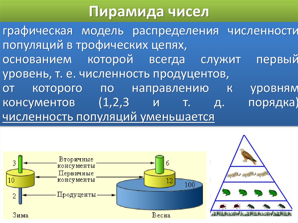 Согласно правилу пирамиды чисел. Пирамида чисел. Экологическая пирамида чисел. Пирамида численности. Правило пирамиды чисел.