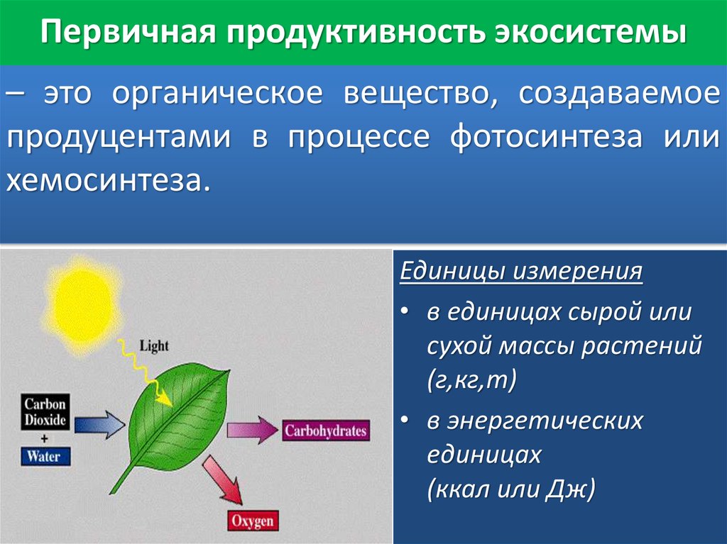 Органические вещества процессе фотосинтеза. Продуктивность экосистем. Первичная продукция экосистемы. Первичная продукция экосистем создается:. Высокопродуктивные экосистемы.