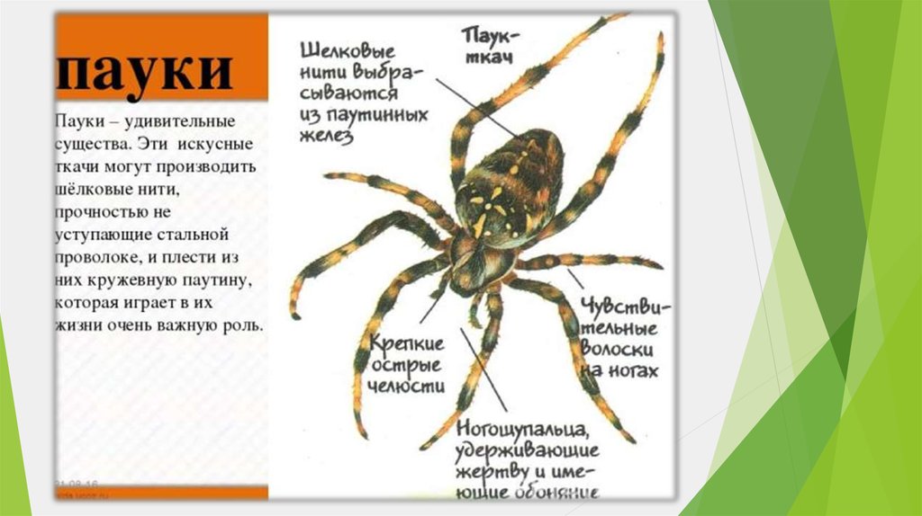 Презентация паукообразные 2 класс