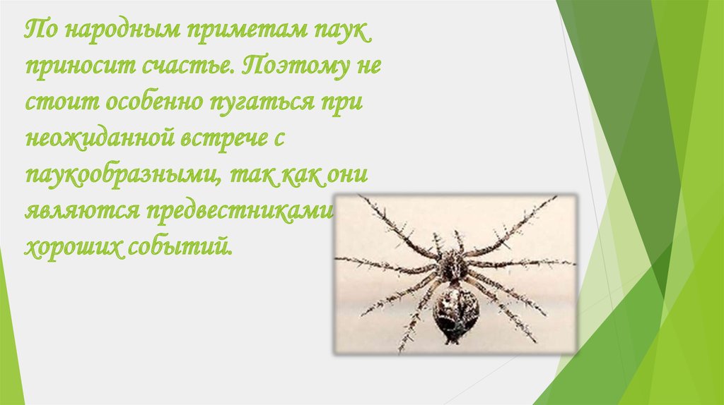 Увидеть паука утром в комнате на стене примета