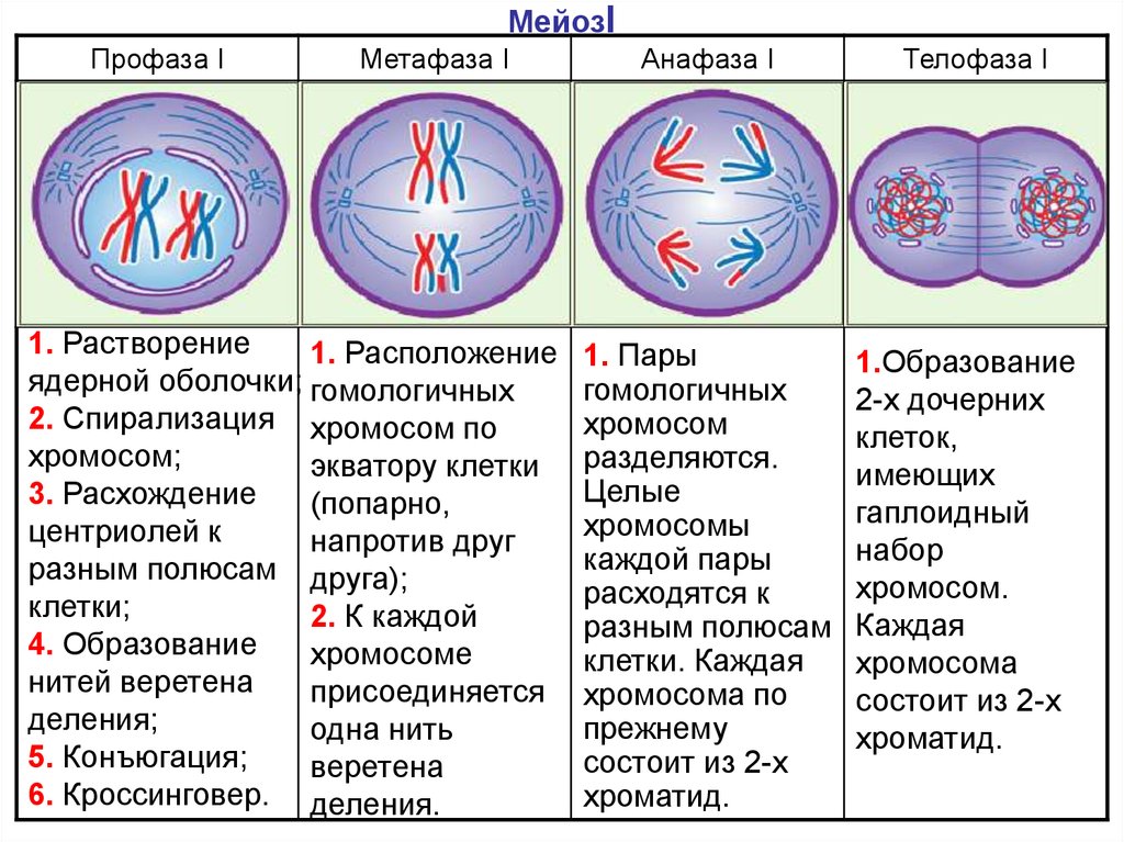 Первое мейотическое деление клетки