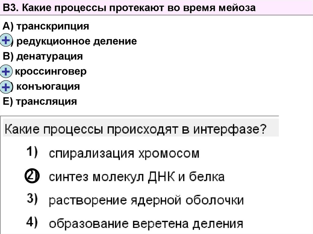 Установите соответствие между процессами протекающими. Процессы протекающие в мейозе. Процессы во время мейоза. Какие процессы протекают. Какие процессы протекают в мейозе.