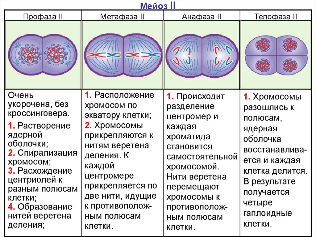 Гаплоидная клетка с двухроматидными хромосомами. Фазы мейоза 1 и 2 таблица. Фазы мейоза второе деление. Фазы и стадии мейоза 2. Мейоз фазы деления схема.