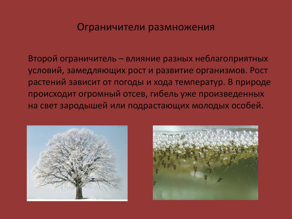 Размножение в природе. Потенциальные возможности размножения организмов. Потенциальные возможности размножения организмов экология. Неблагоприятные условия для растений. Неблагоприятные условия природы.