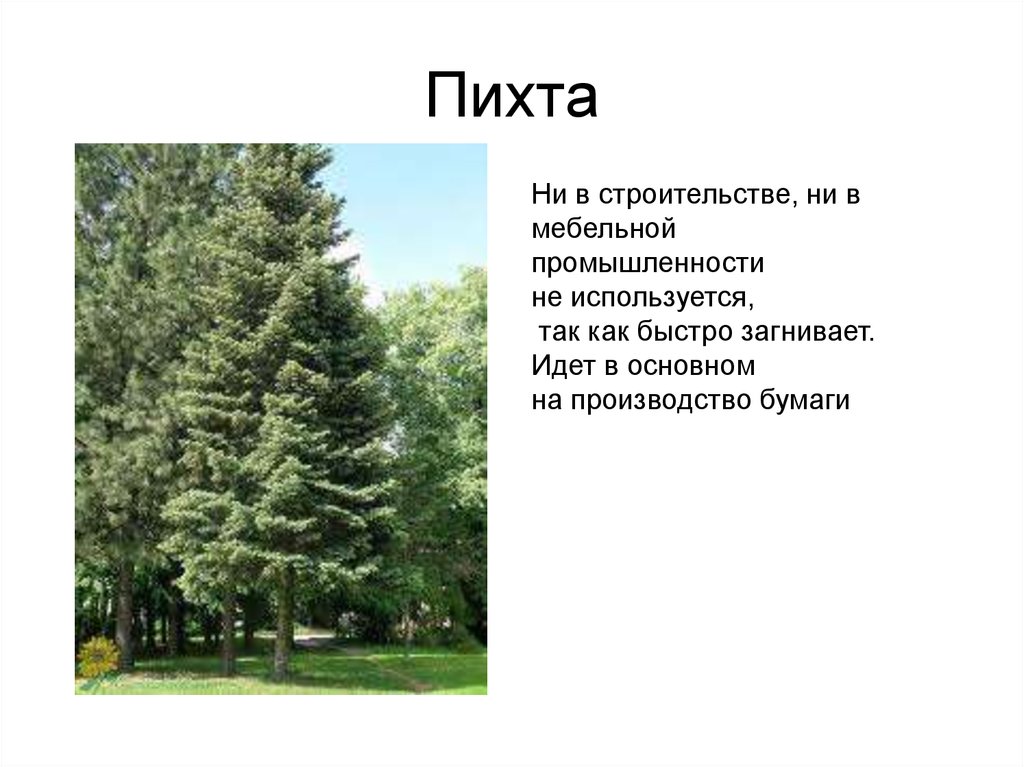 Описание пихты. Пихта описание. Пихта описание дерева. Пихта в строительстве. Интересные факты о пихте.