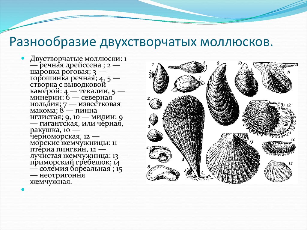 Моллюски черного моря проект по биологии